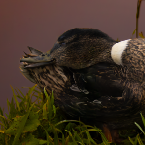 Lieve vrouwtjes eend afdruk