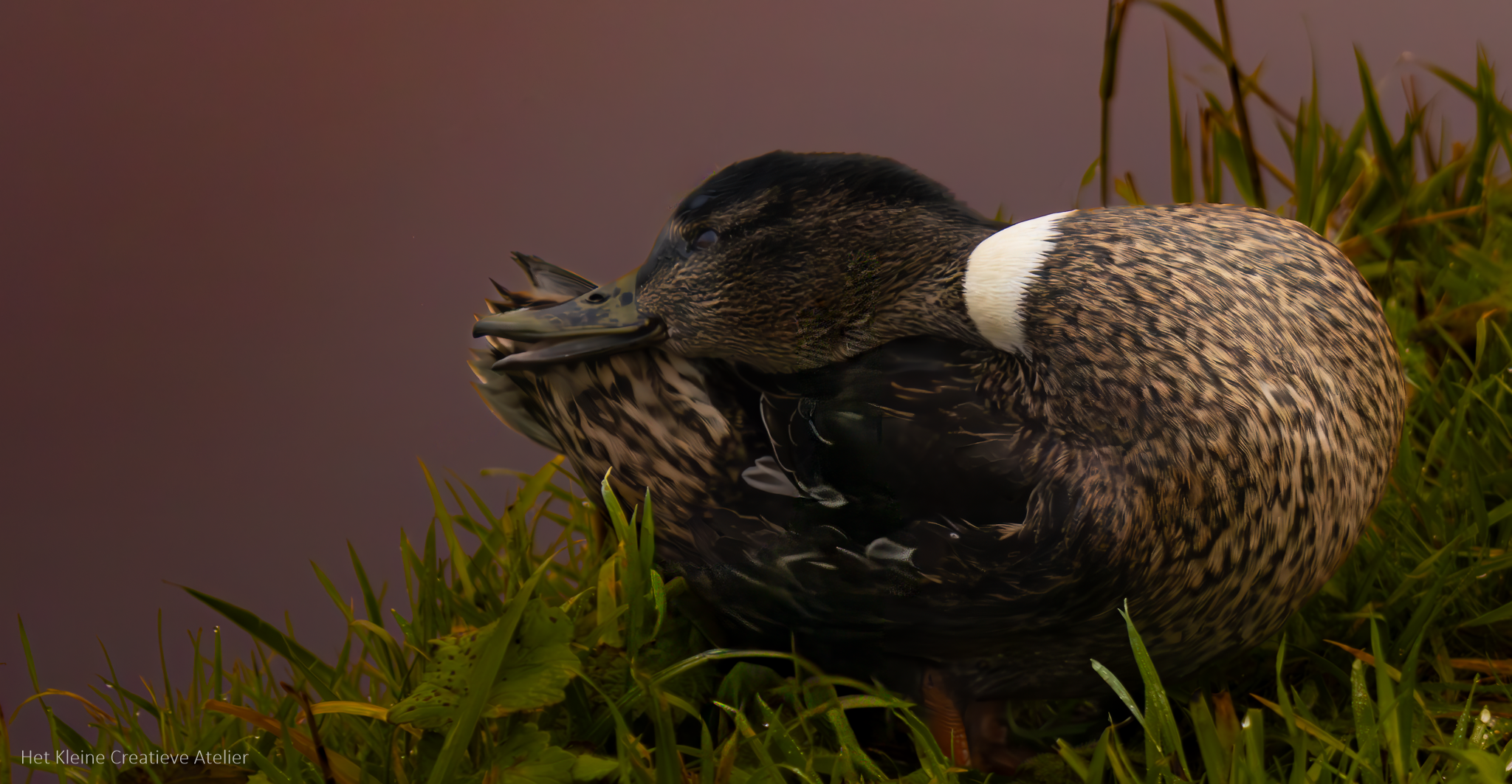 Gevouwen kaart: Lieve vrouwtjes eend - Afbeelding 2