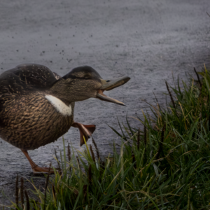 Dansende eend afdruk