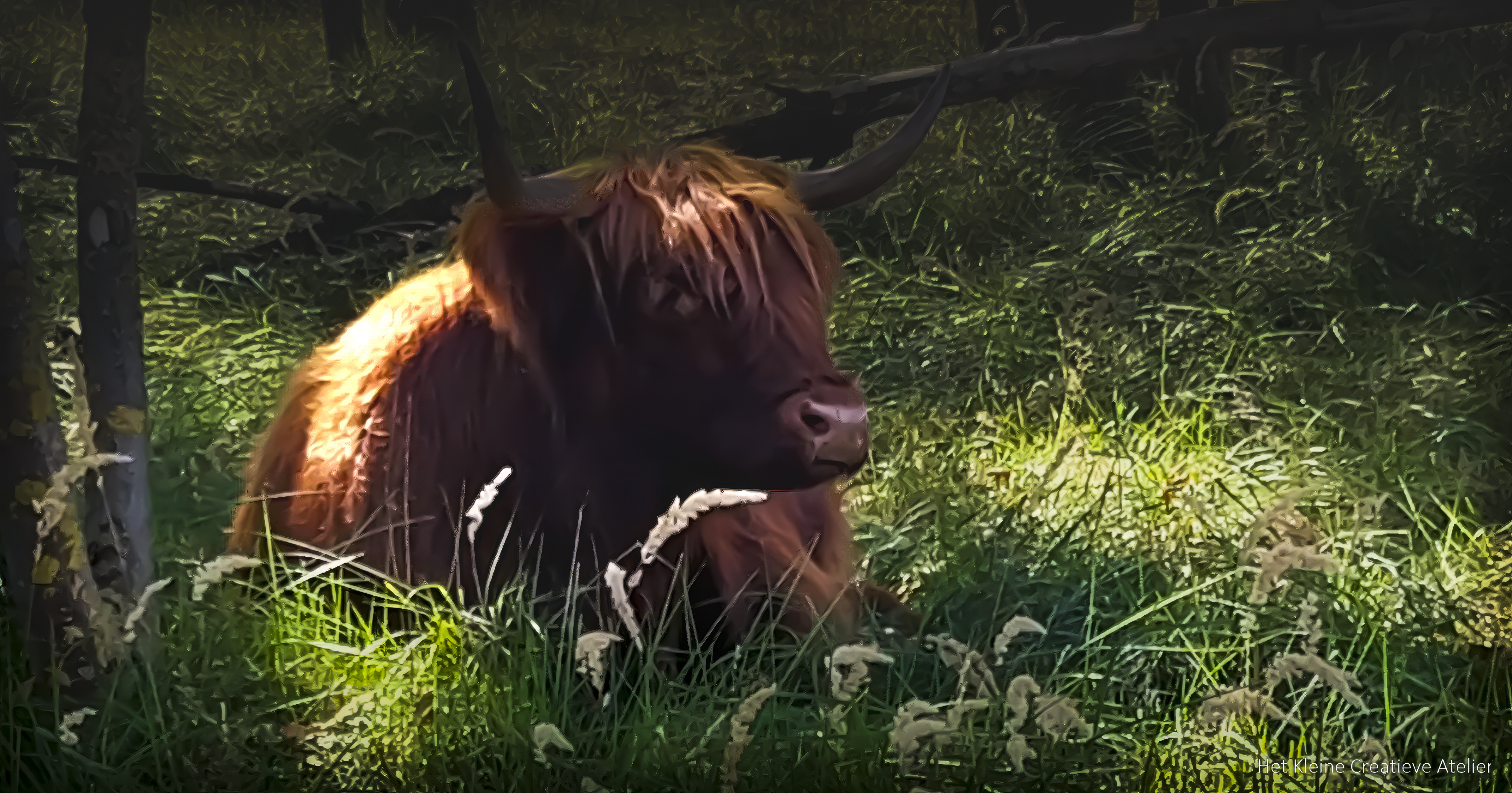 Schotse Hooglander kalf afdruk