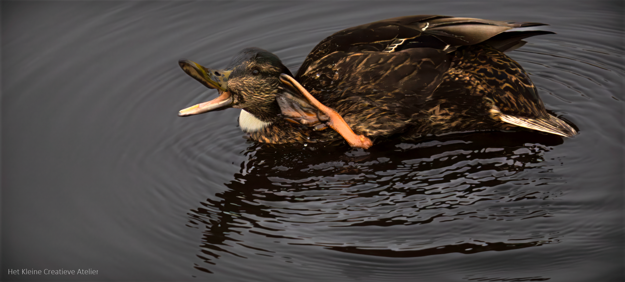 Gevouwen kaart: Wat zeg je? - Afbeelding 2