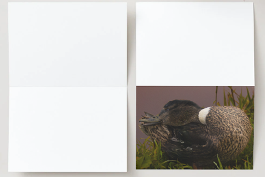 Gevouwen kaart: Lieve vrouwtjes eend - Afbeelding 4