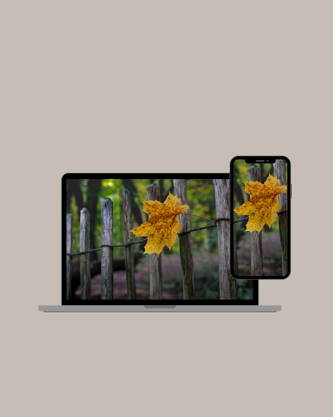 Blad vast aan een hek - Afbeelding 2