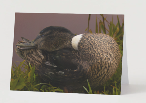 Gevouwen kaart: Lieve vrouwtjes eend - Afbeelding 3