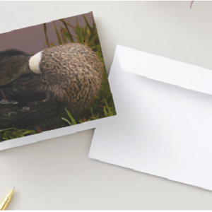 Gevouwen kaart: Lieve vrouwtjes eend